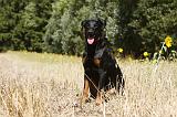 BEAUCERON 777